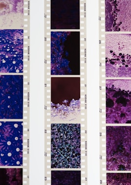 purple and white flower field