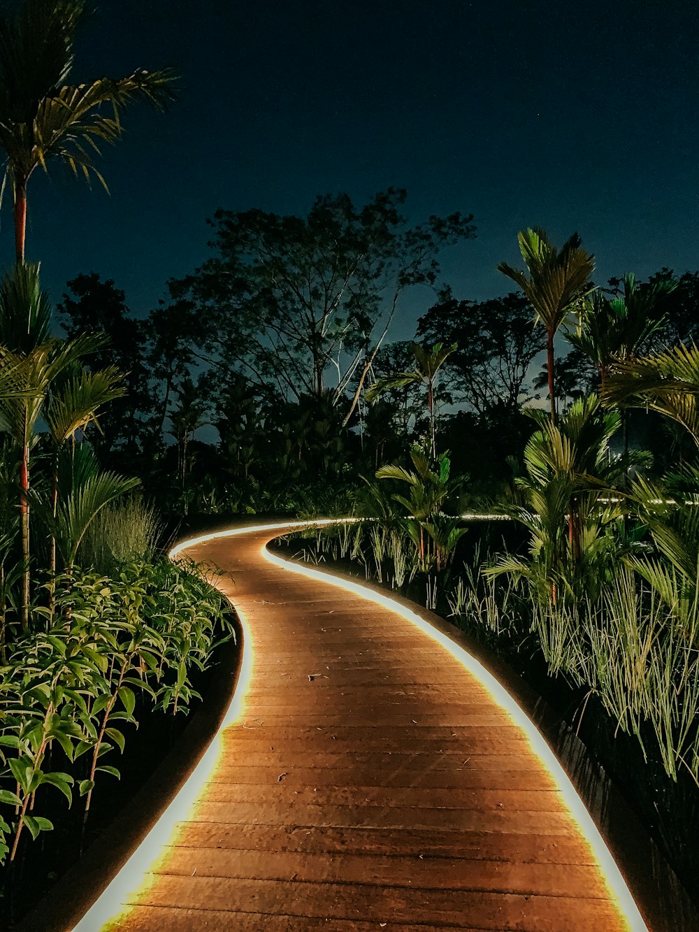 green palm trees near brown pathway