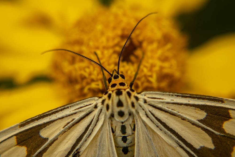 white and black butterfly perched on yellow flower