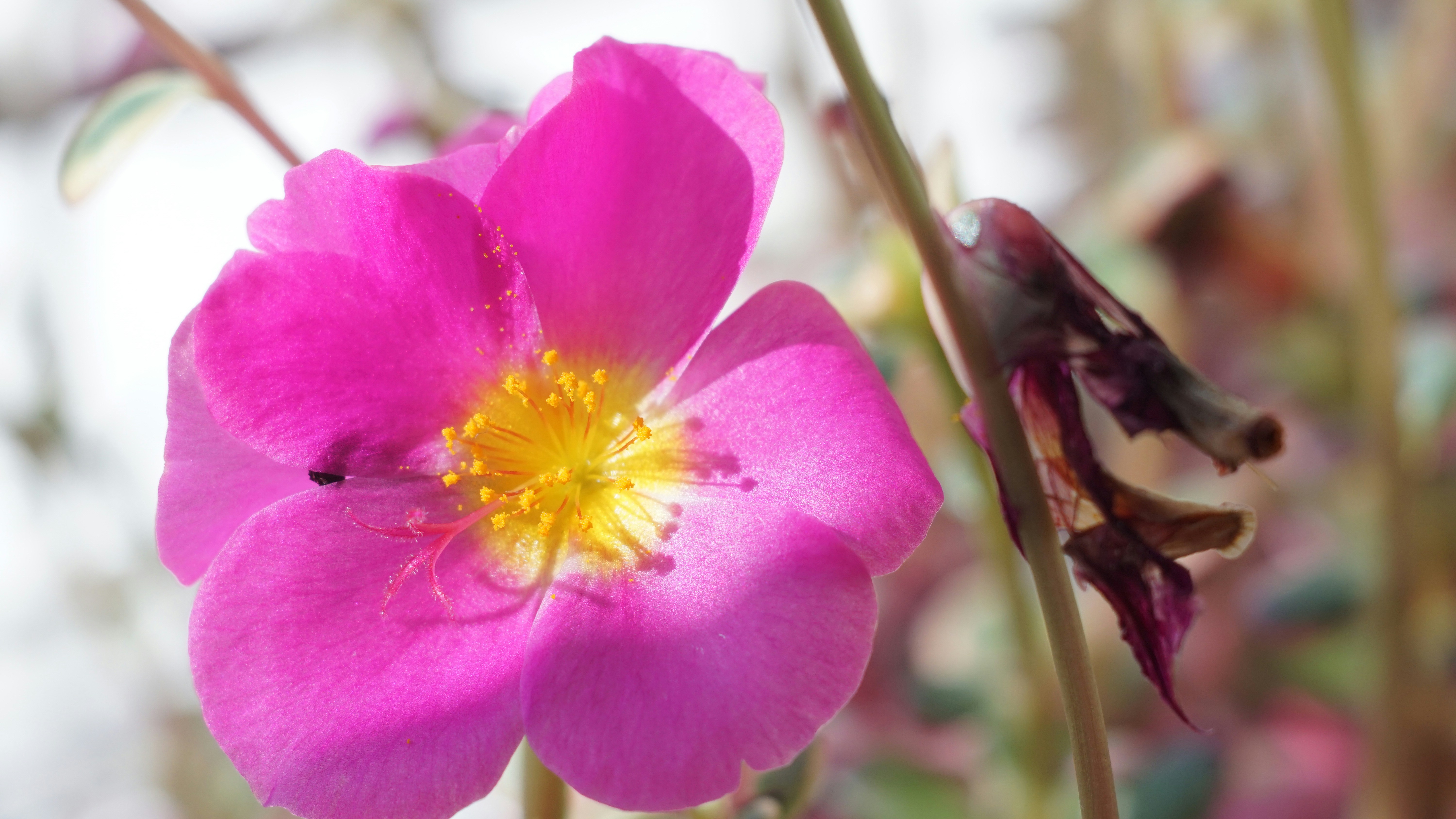 Photo by thomaskinto