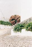 A serene outdoor scene featuring a small flowering shrub beside a pathway.