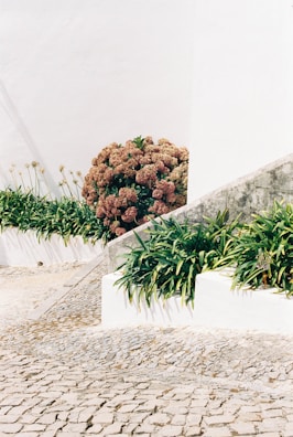 A serene outdoor scene featuring a small flowering shrub beside a pathway.