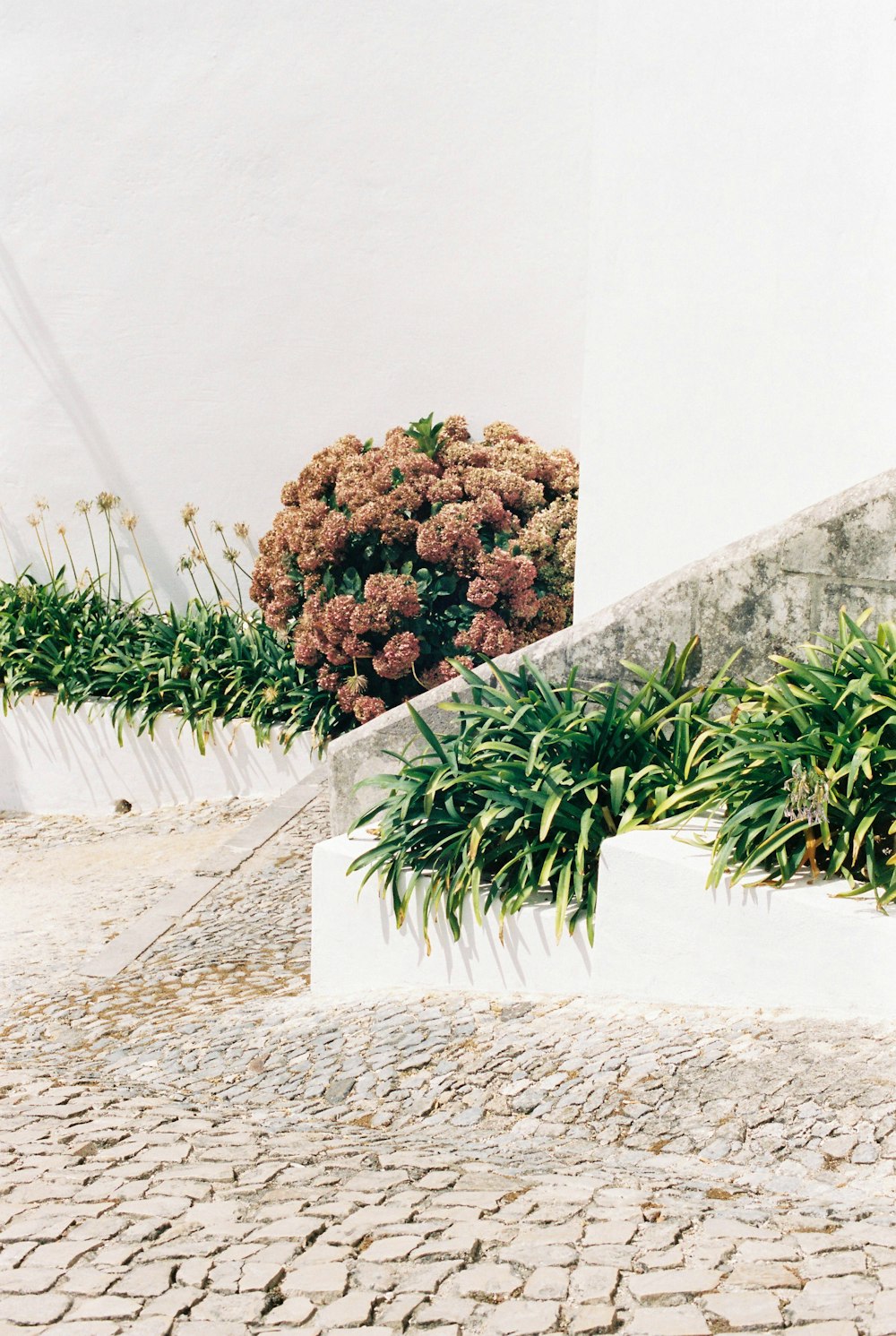 green and brown plant on white concrete wall