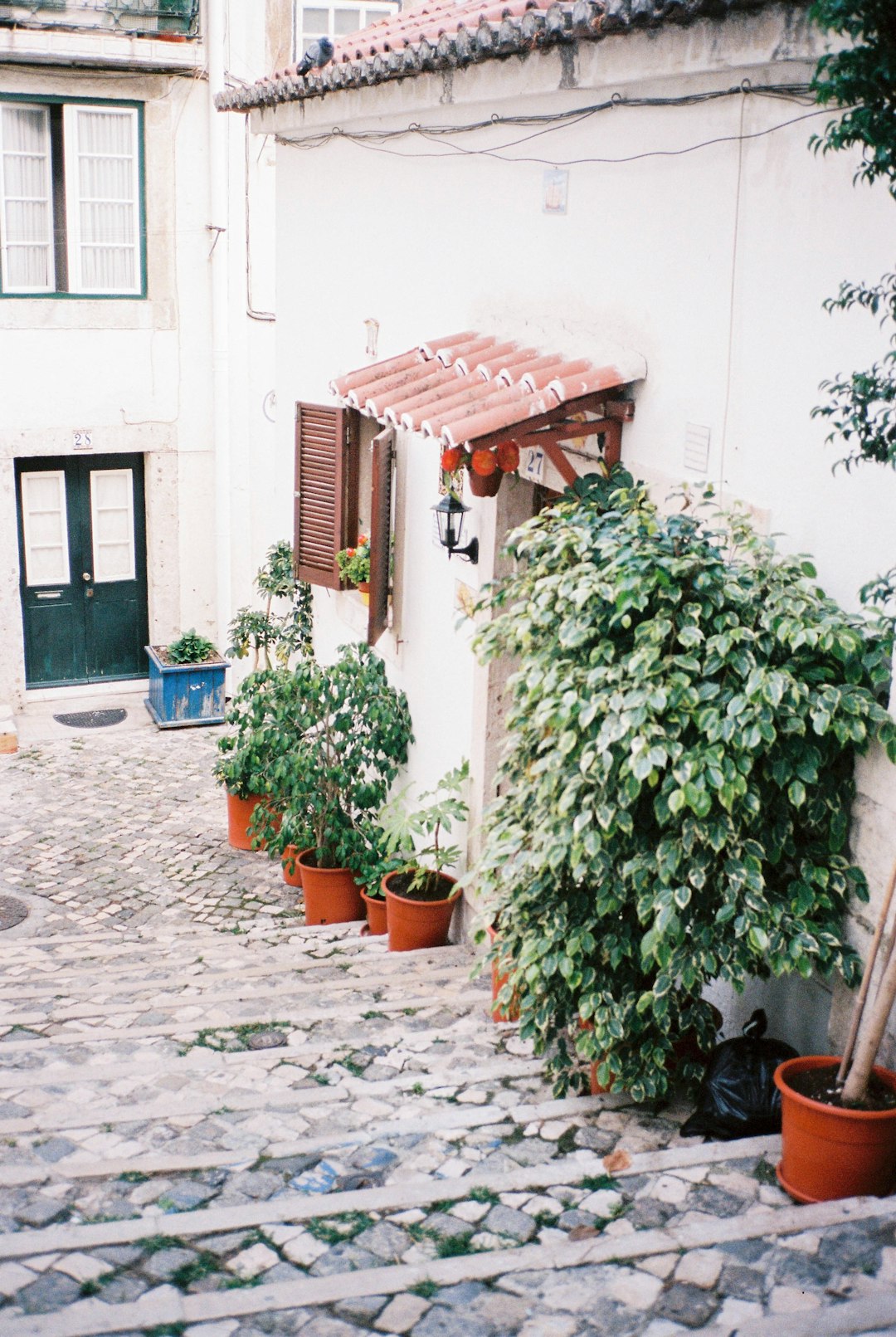 green plant in brown clay pot