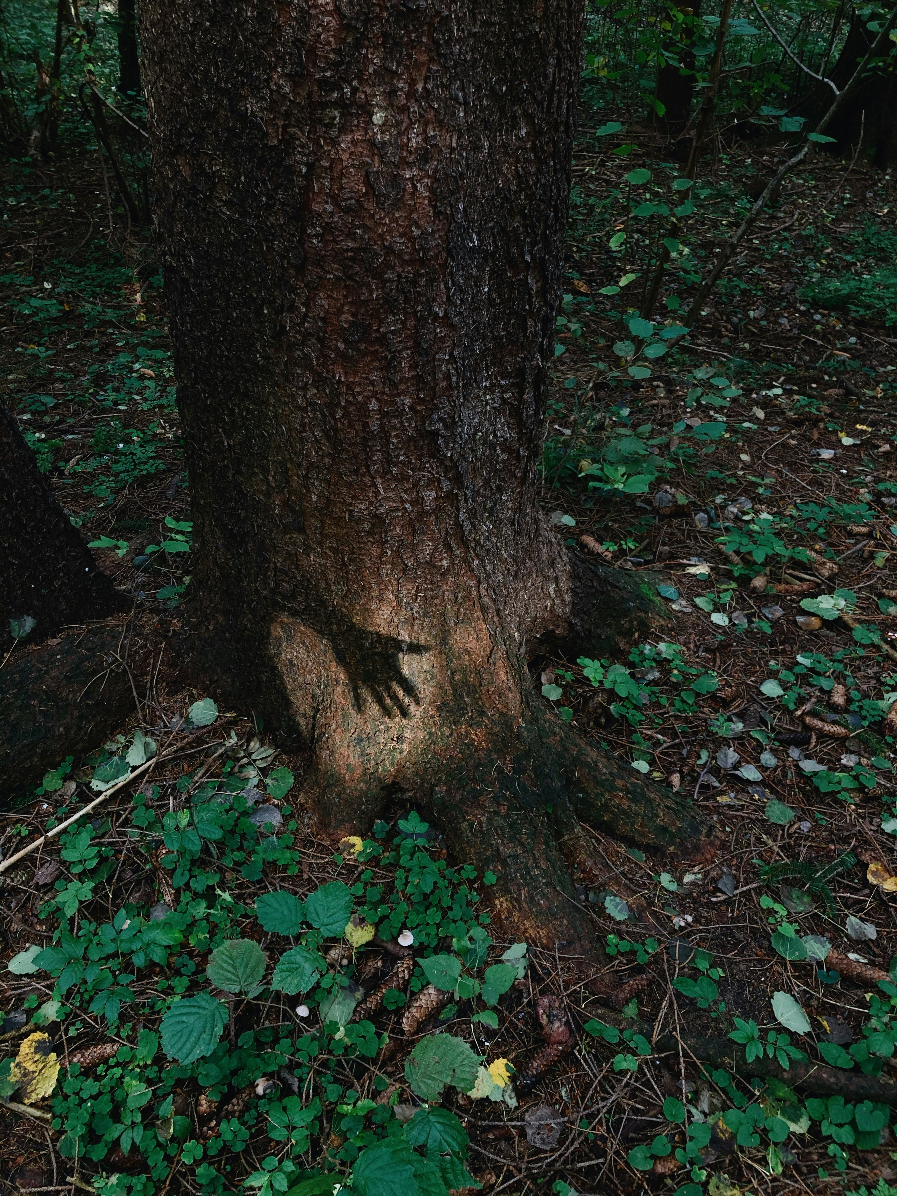 brown tree trunk surrounded by green leaves