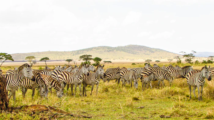 A zebra grazing on the savanna