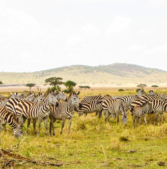 zebra on brown grass field during daytime