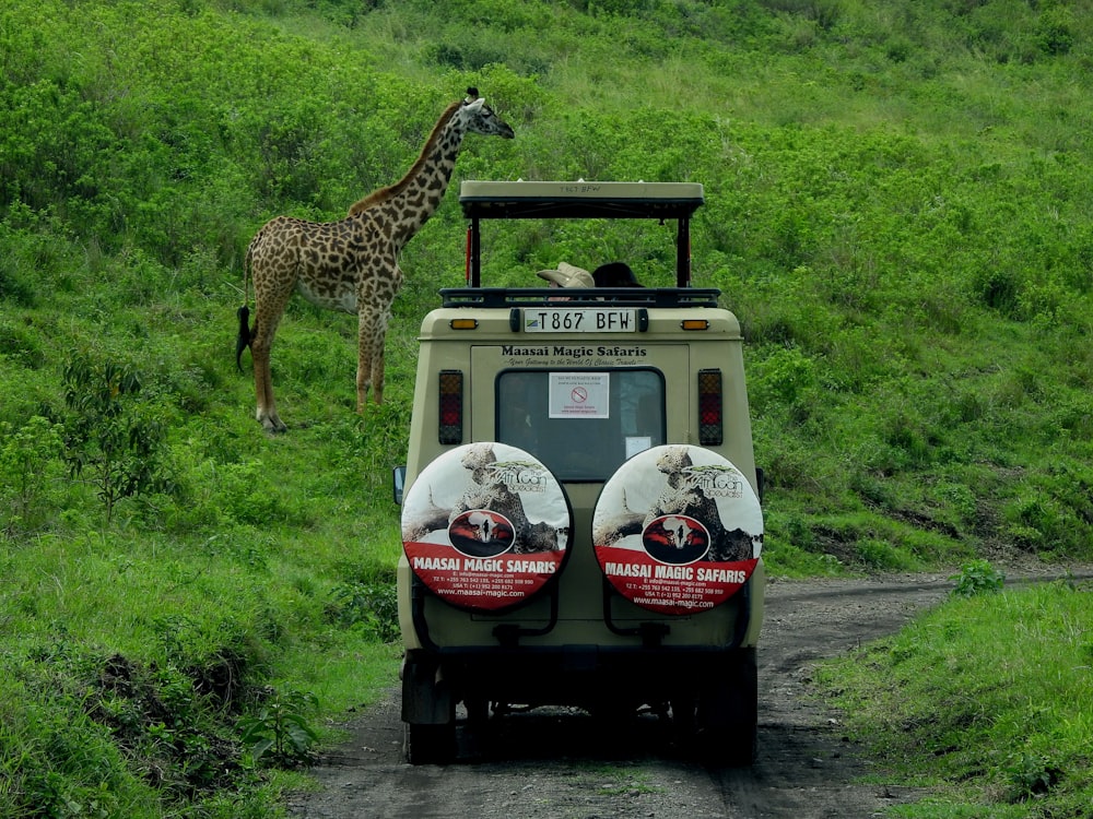 giraffe on white and black car