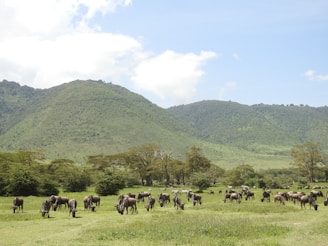 herd of horses on green grass field during daytime