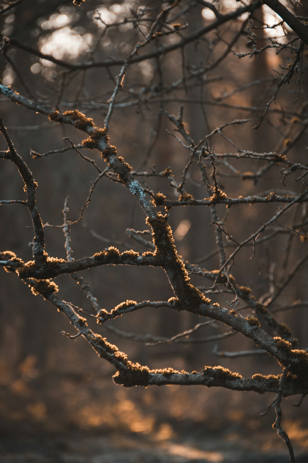 a bird is perched on a tree branch