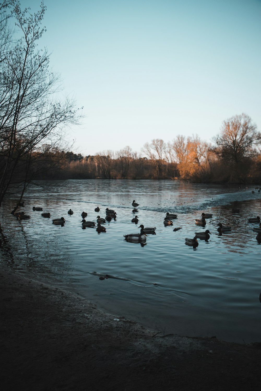 flock of swans on lake during daytime
