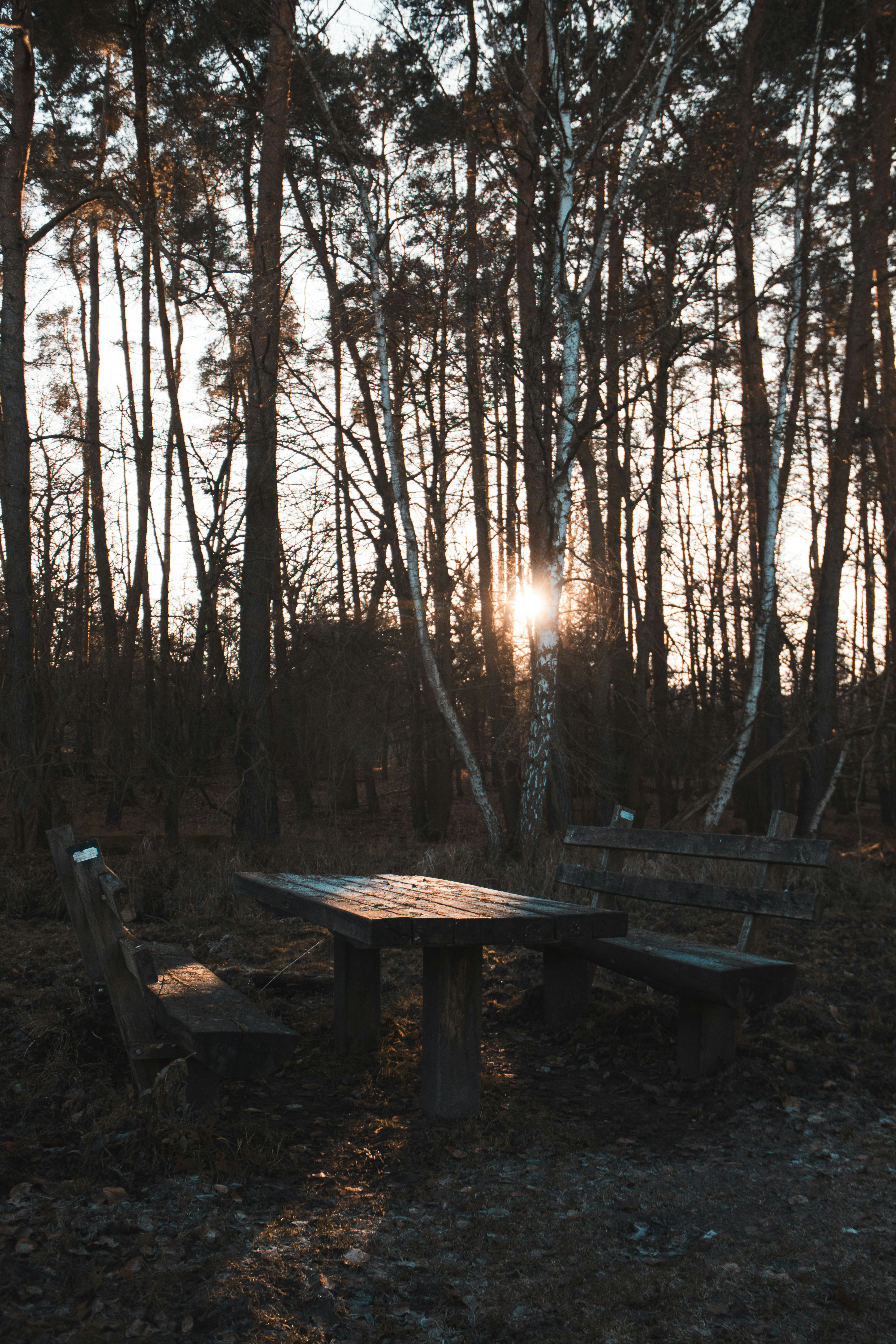 Brown wooden picnic table surrounded by trees during daytime photo ...