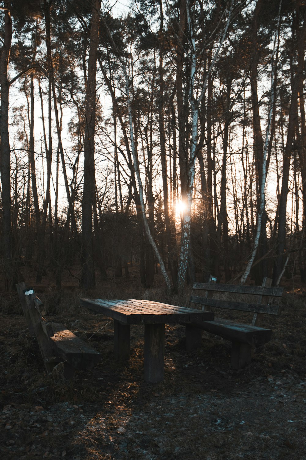 brown wooden picnic table surrounded by trees during daytime