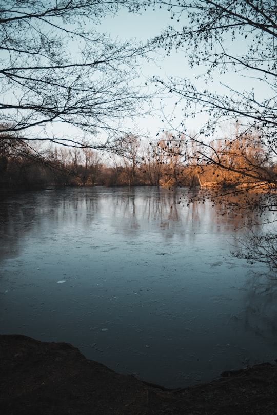 leafless trees near body of water during daytime in Rüsselsheim Germany