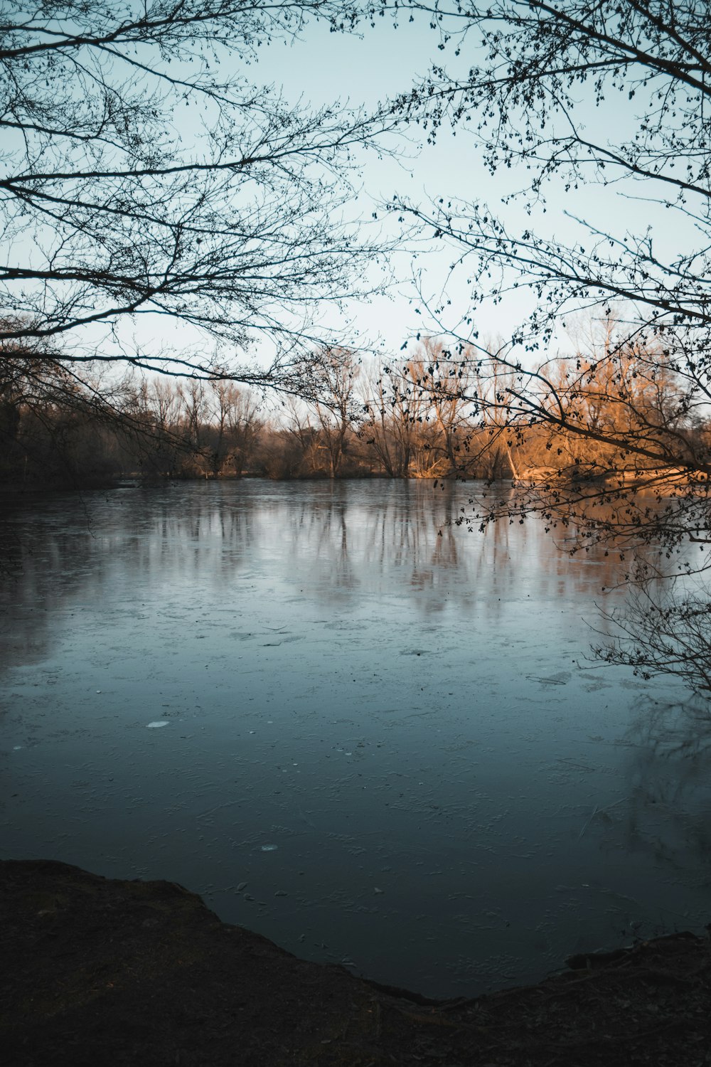 leafless trees near body of water during daytime