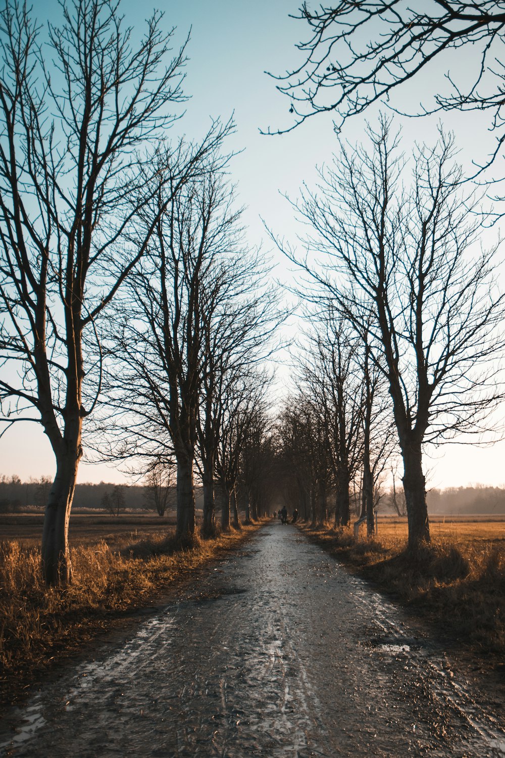 Route grise entre les arbres dénudés