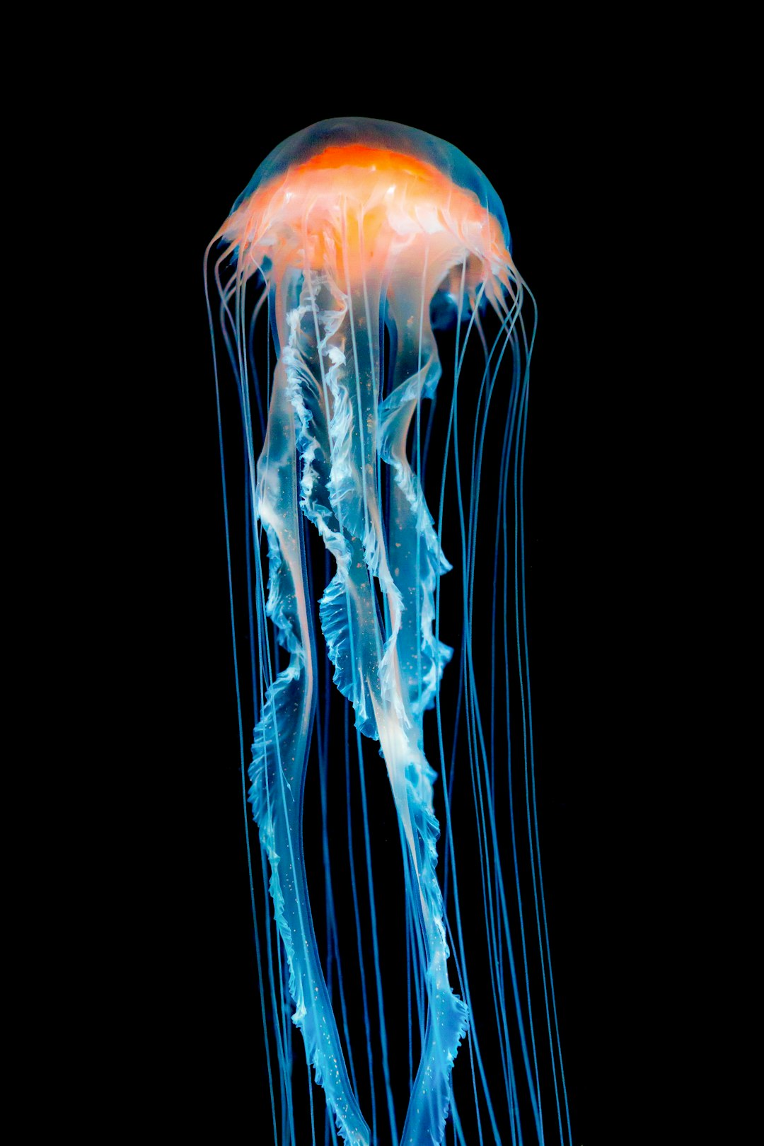  blue and white smoke illustration jellyfish
