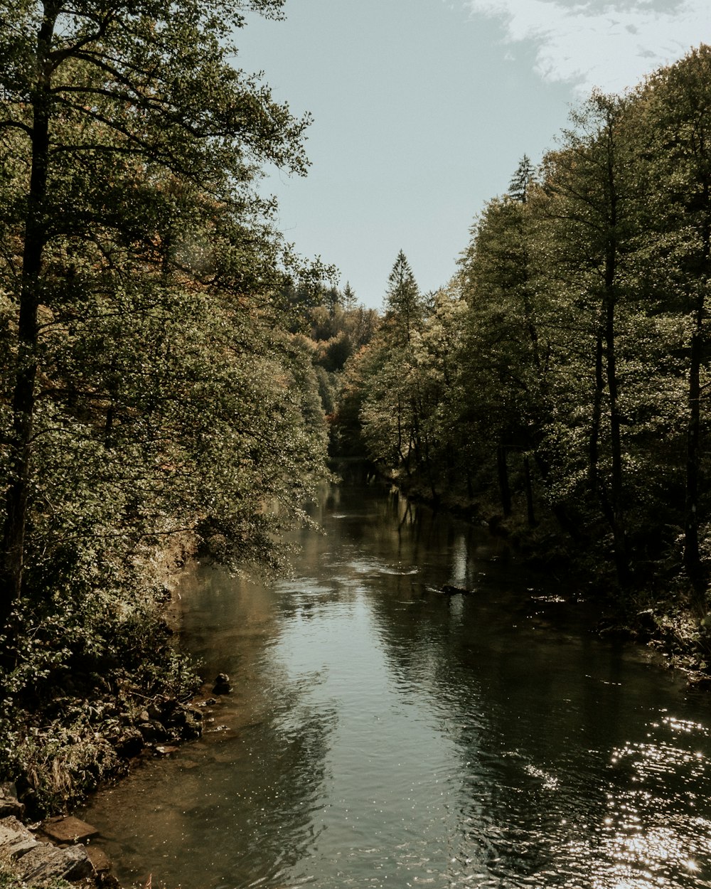 green trees beside river under blue sky during daytime