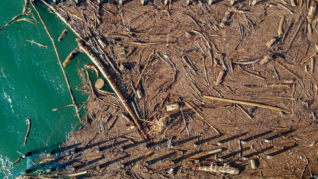 brown dried leaves on green plastic container