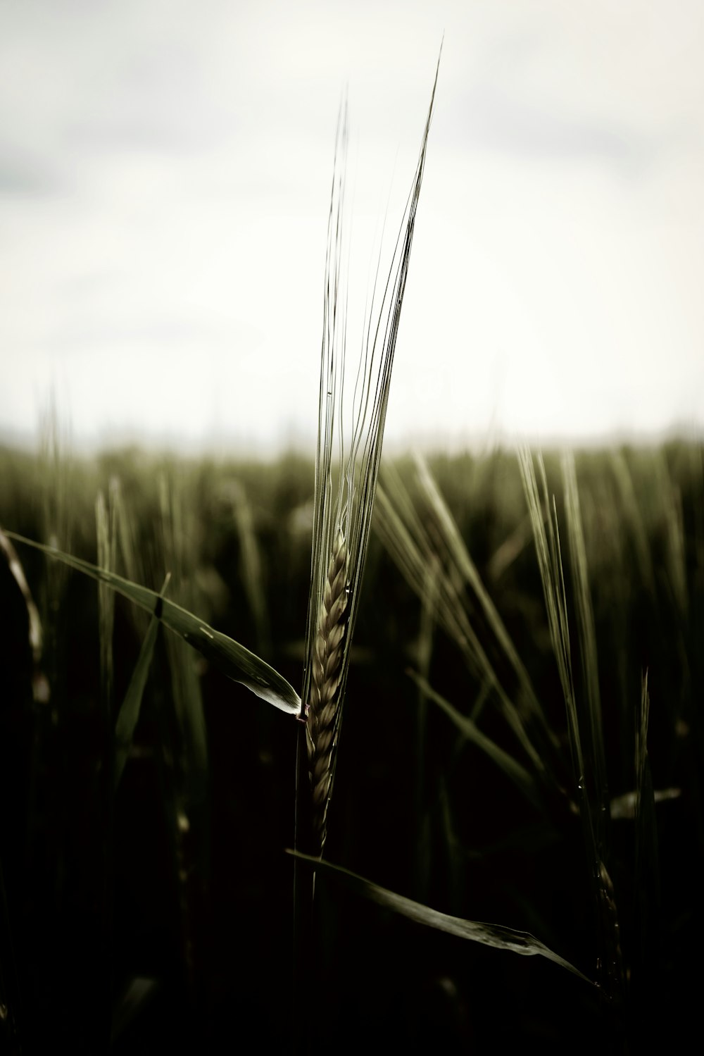 green wheat in close up photography