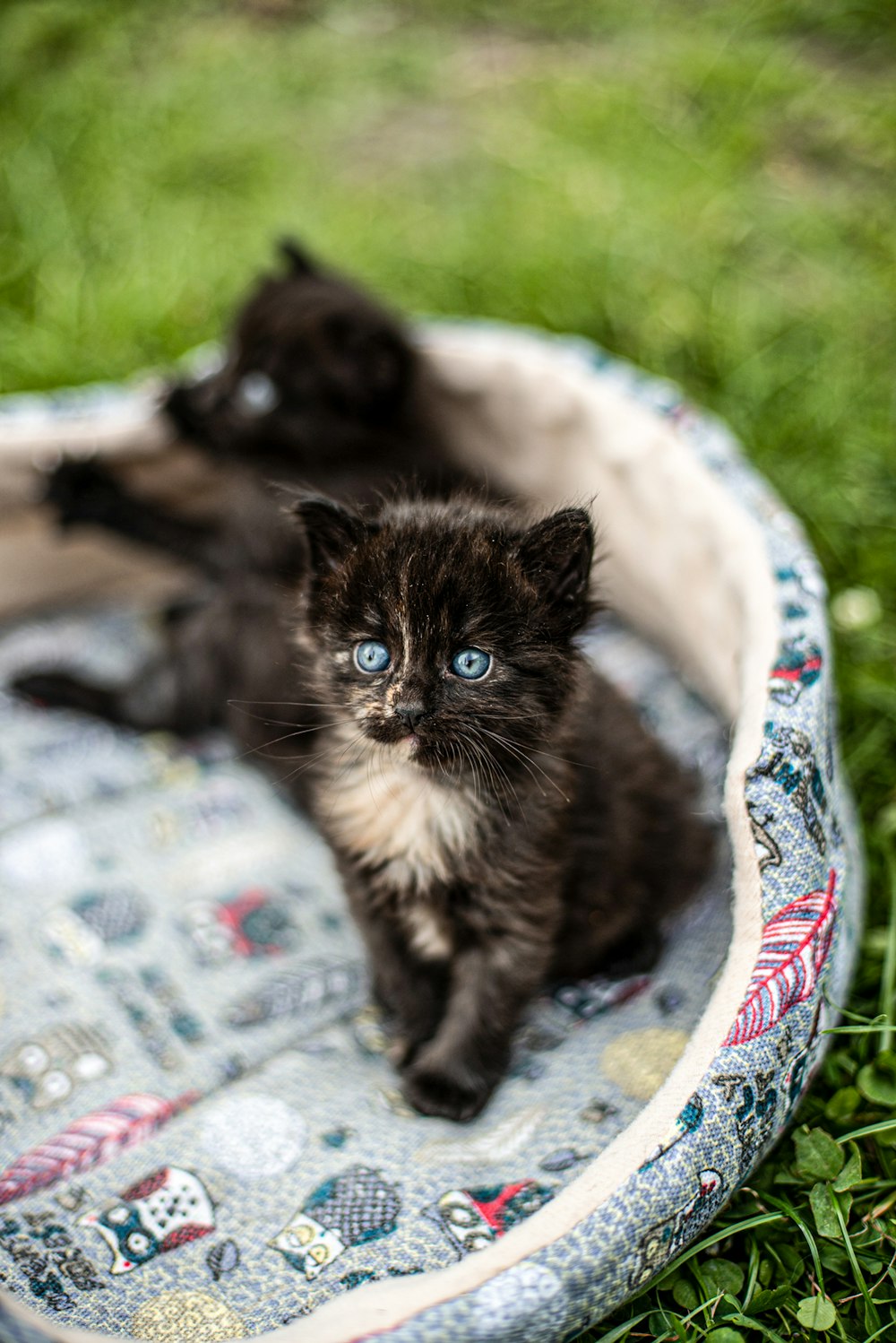 black and white cat on white and blue floral textile