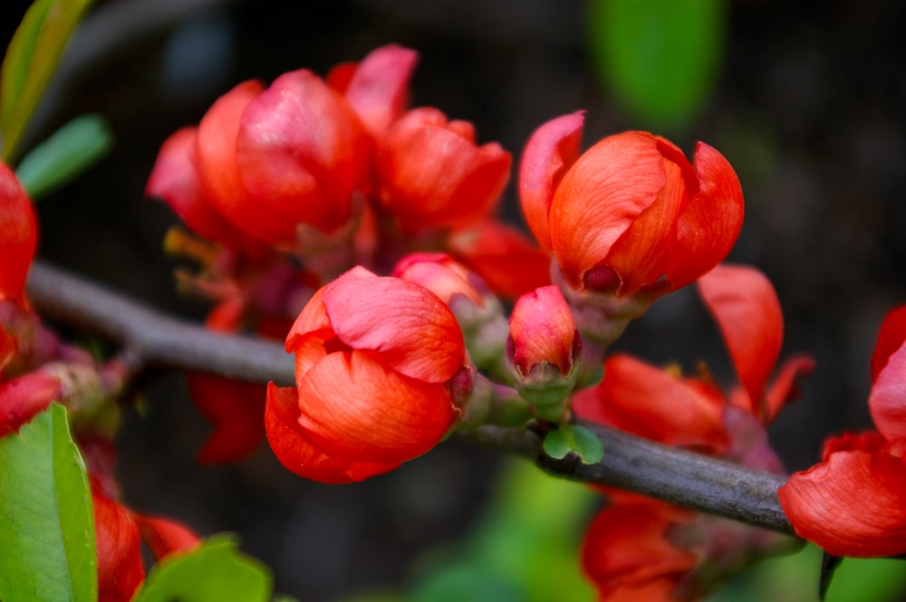 red flower in tilt shift lens