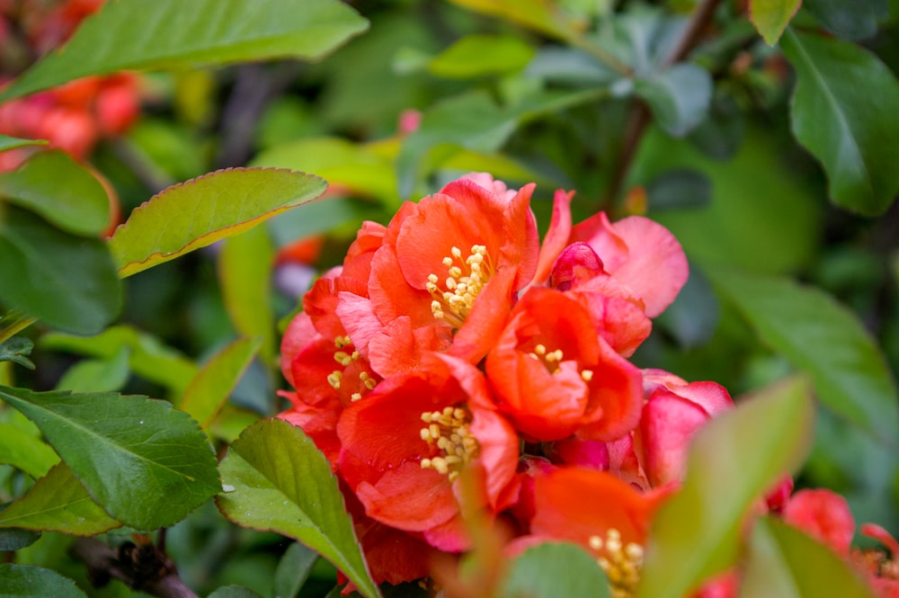 red flower with green leaves