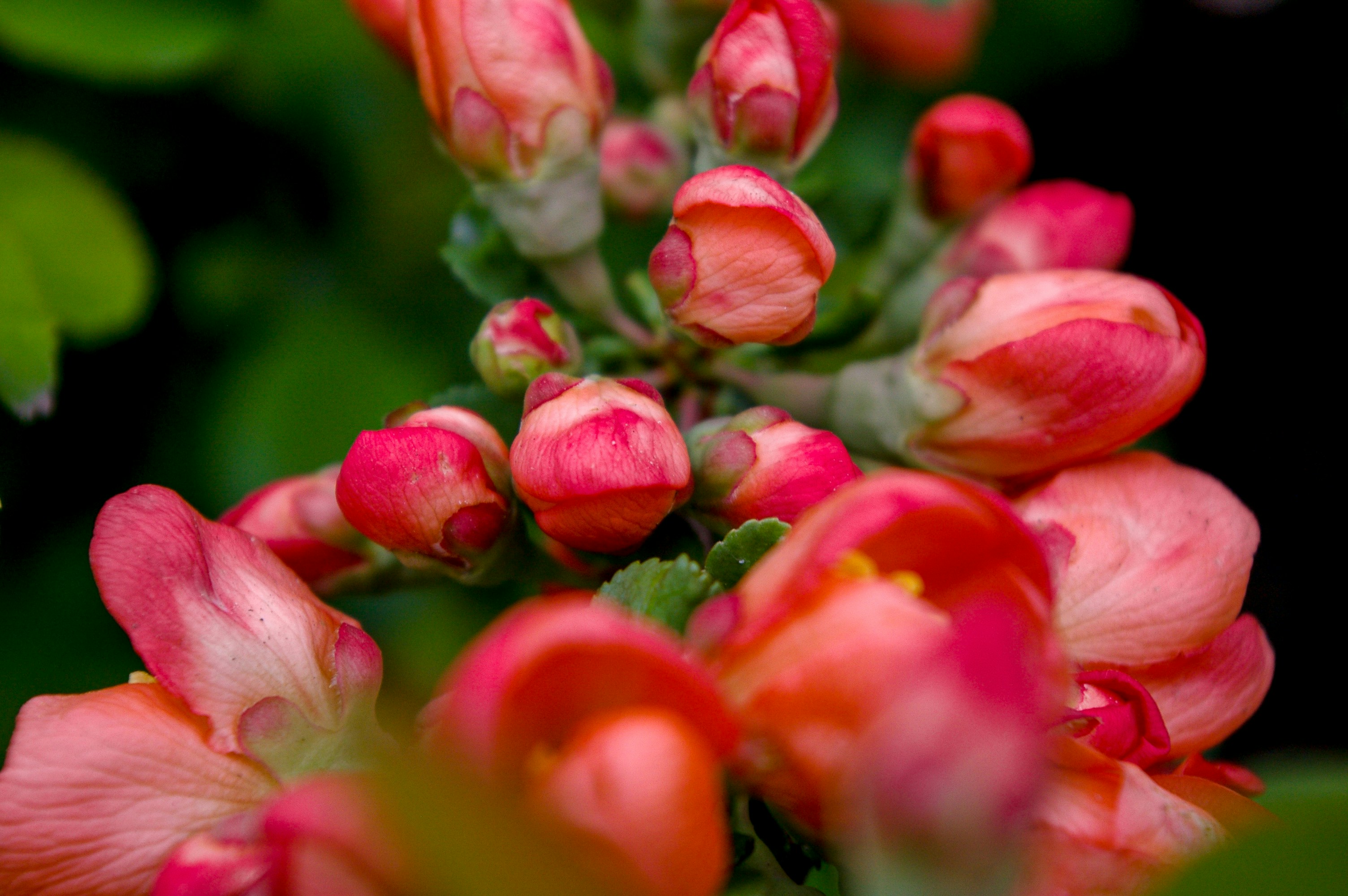 Image of Chaendmeles