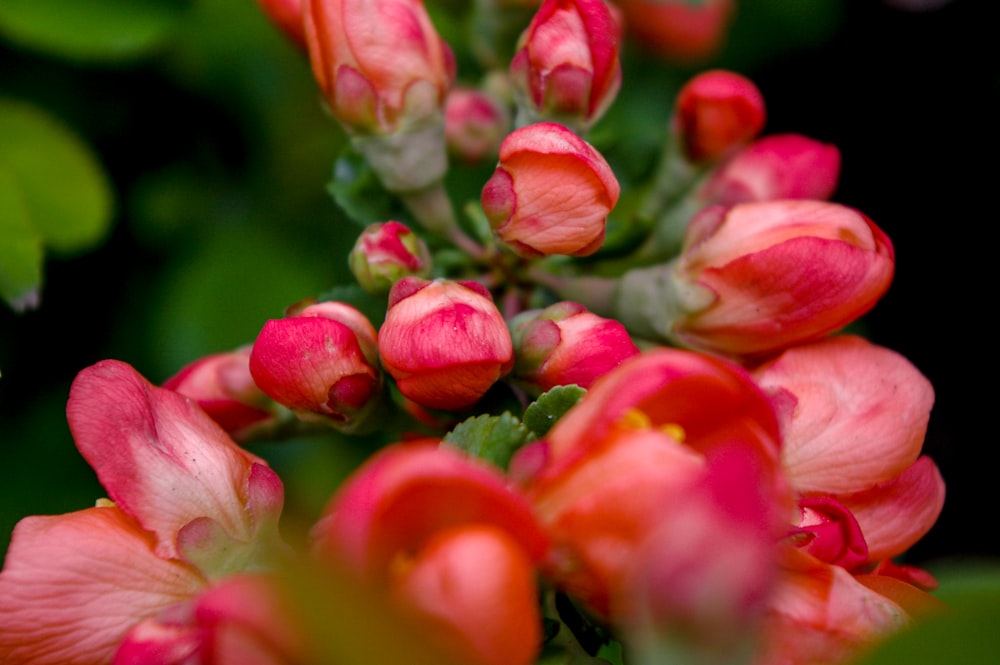 pink and green flower buds