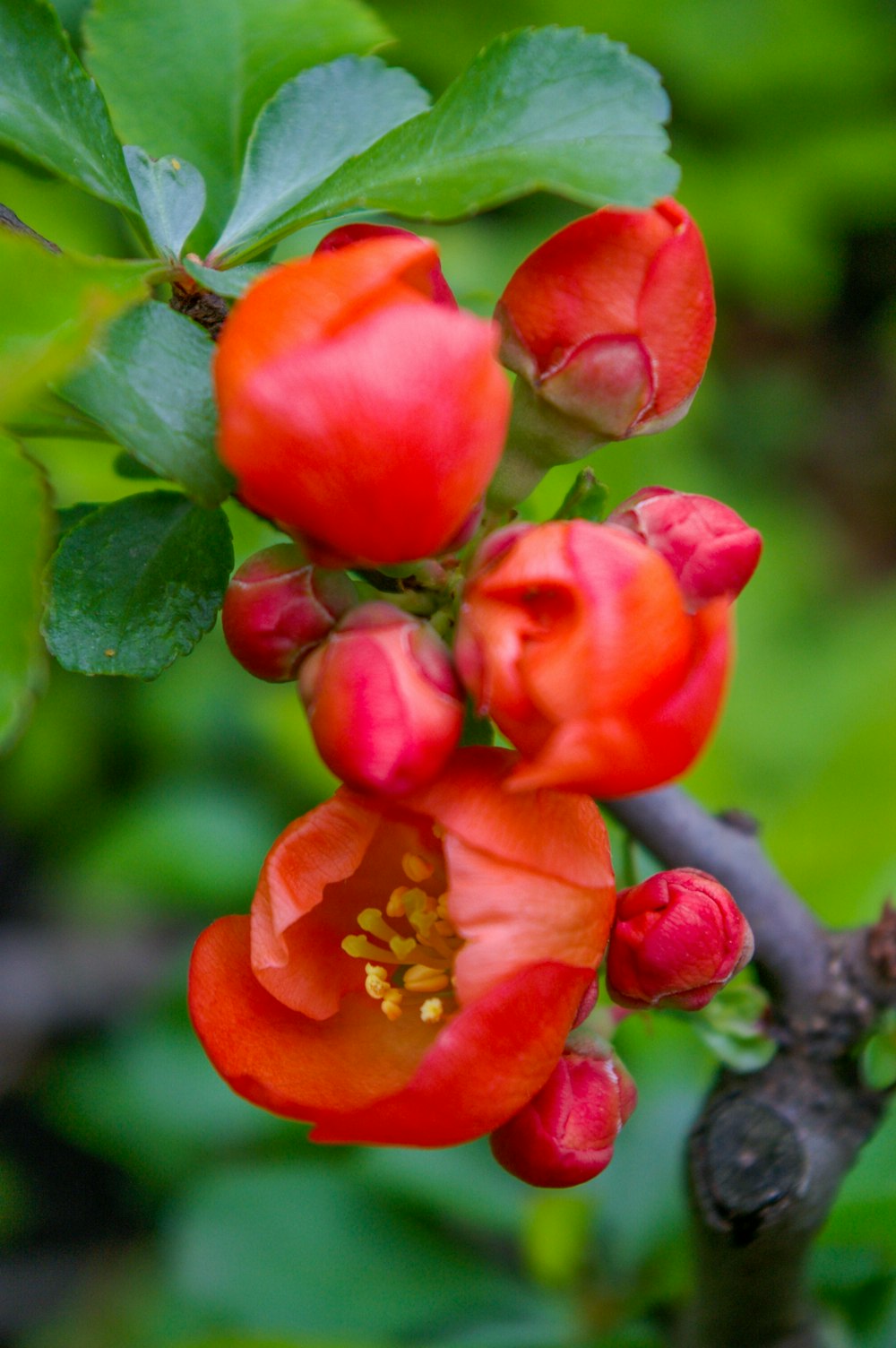 red flower in tilt shift lens