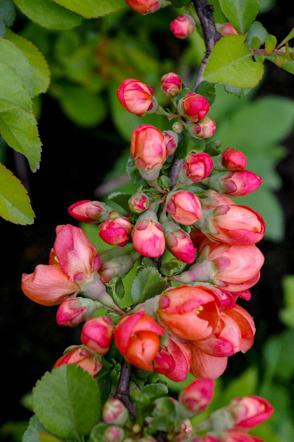 fiore rosa in colpo macro