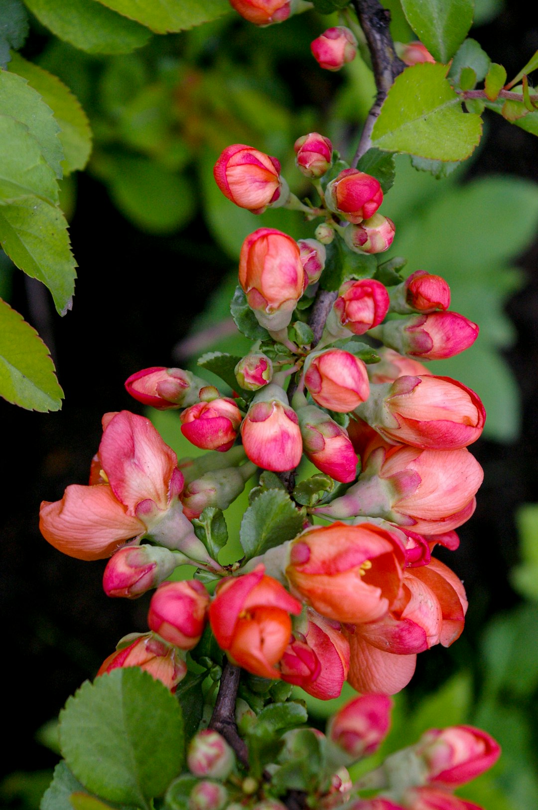 pink flower in macro shot