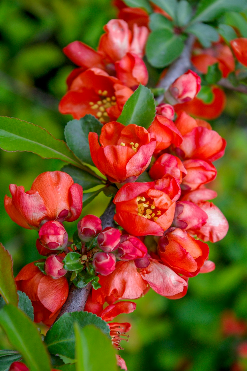 red flowers in tilt shift lens