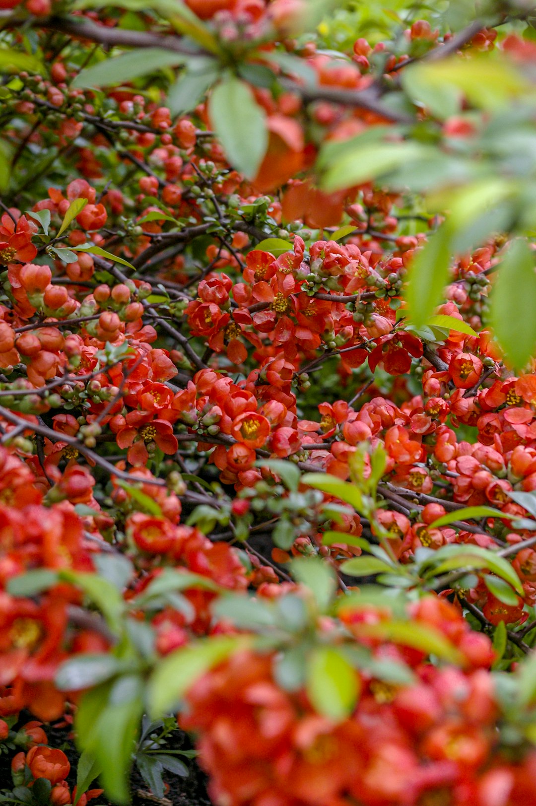 red and green round fruits