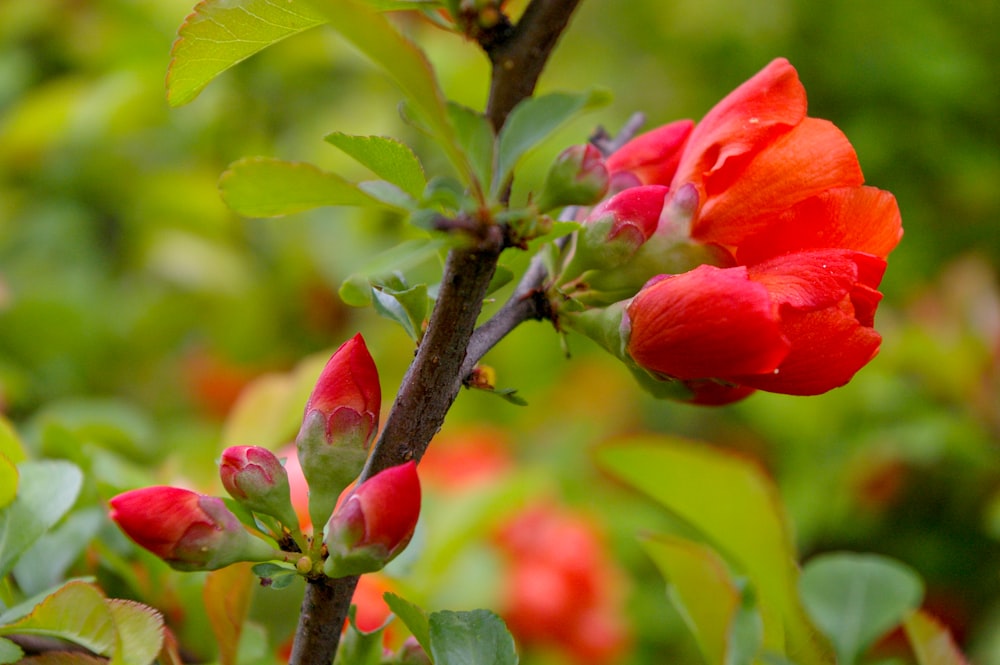 red flower in tilt shift lens