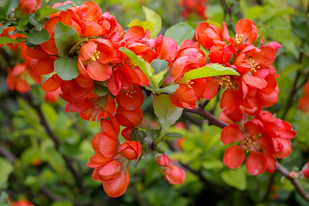 red flowers with green leaves