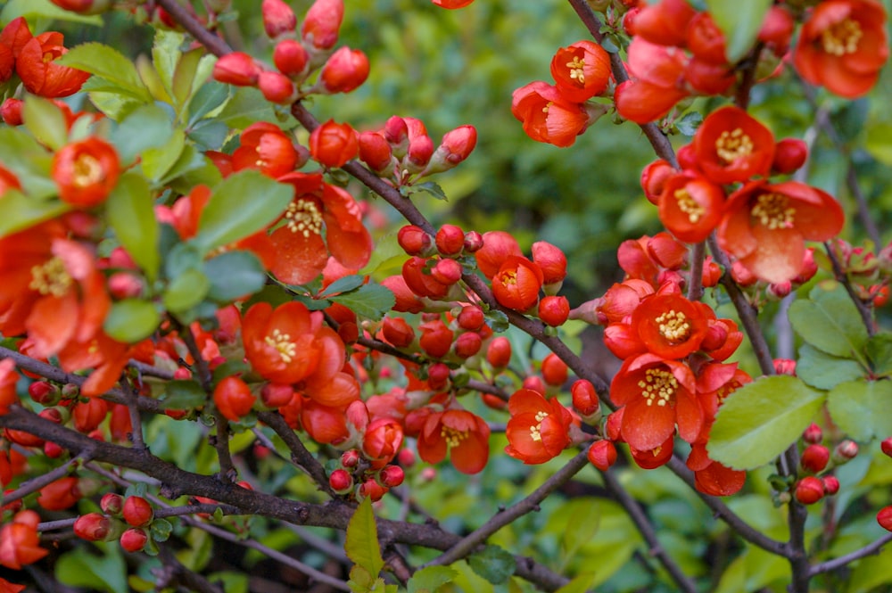 red round fruits on tree during daytime