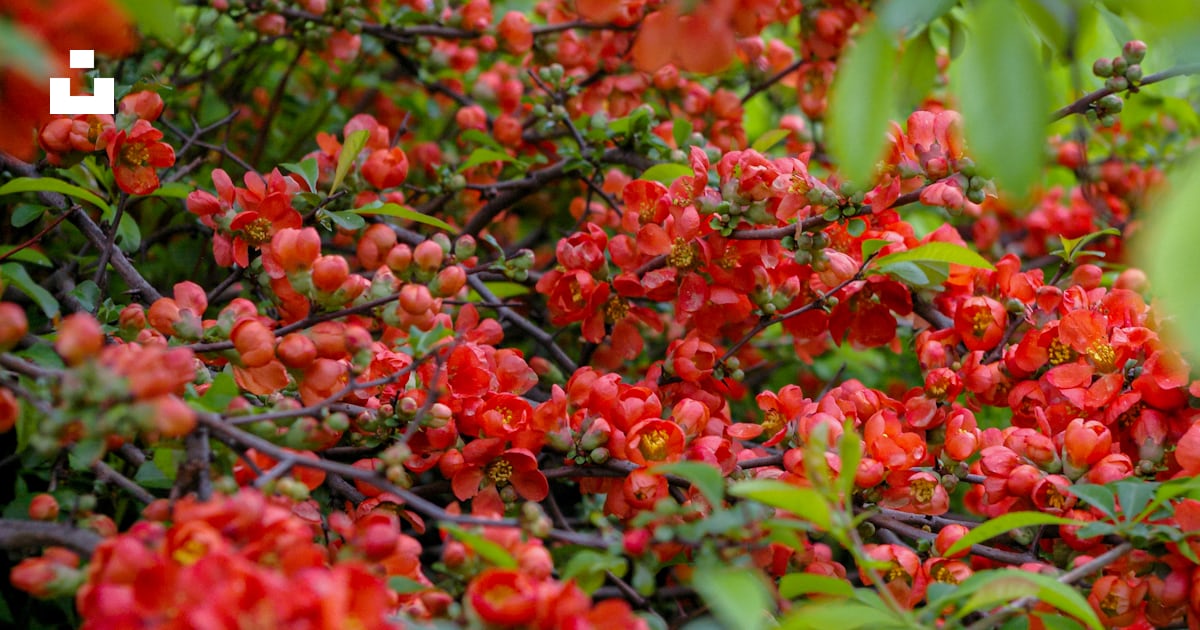 Fruits ronds rouges sur les plantes vertes pendant la journée photo ...