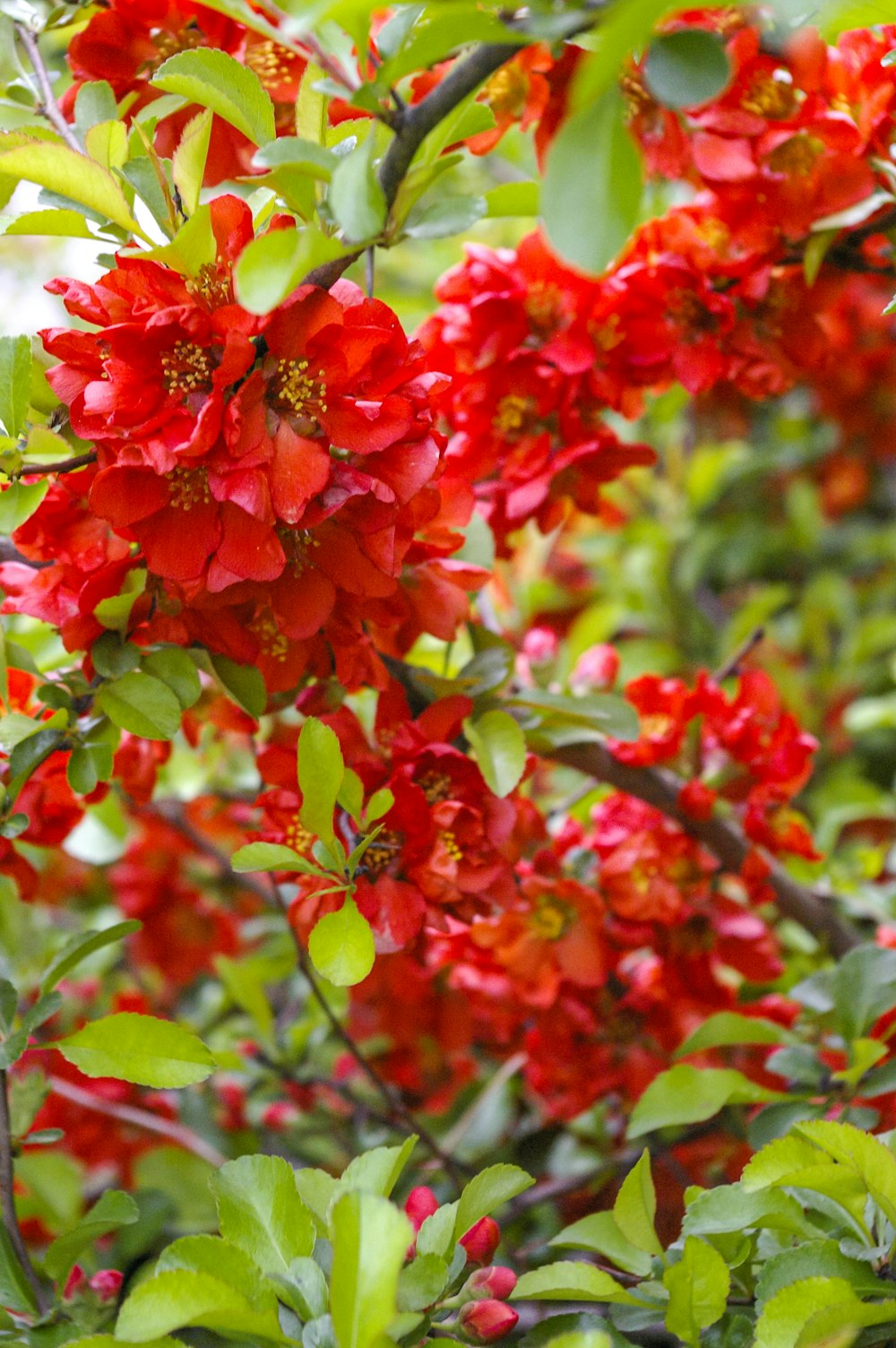 red and green leaves during daytime