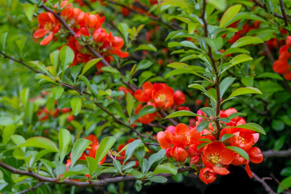 red flowers with green leaves