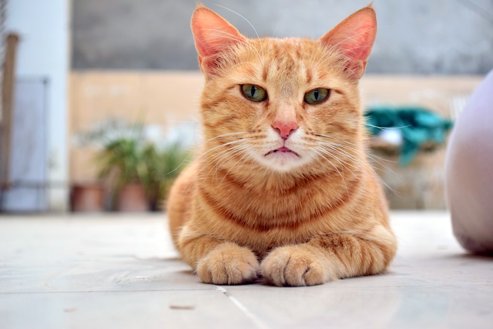 白いテーブルの上にオレンジ色のぶち猫