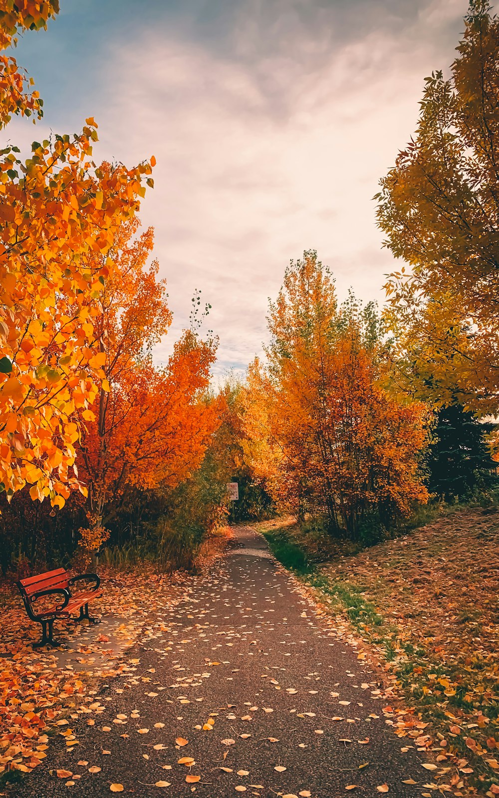 brown leaves on pathway during daytime