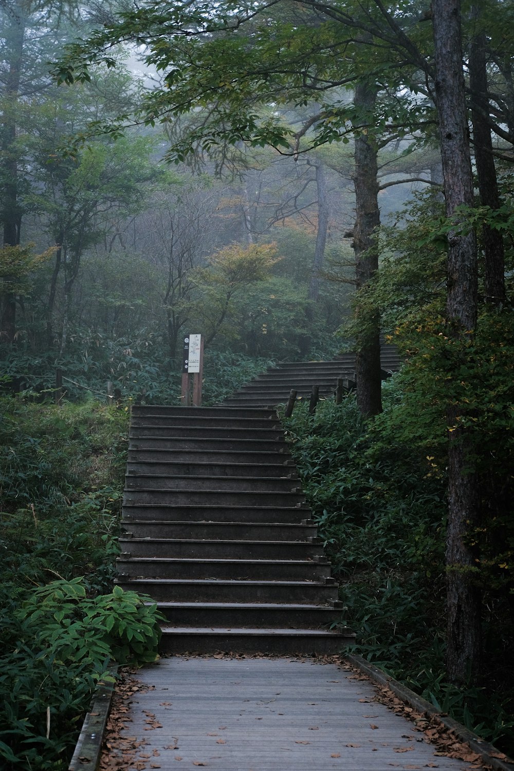 brown wooden stairs in the forest