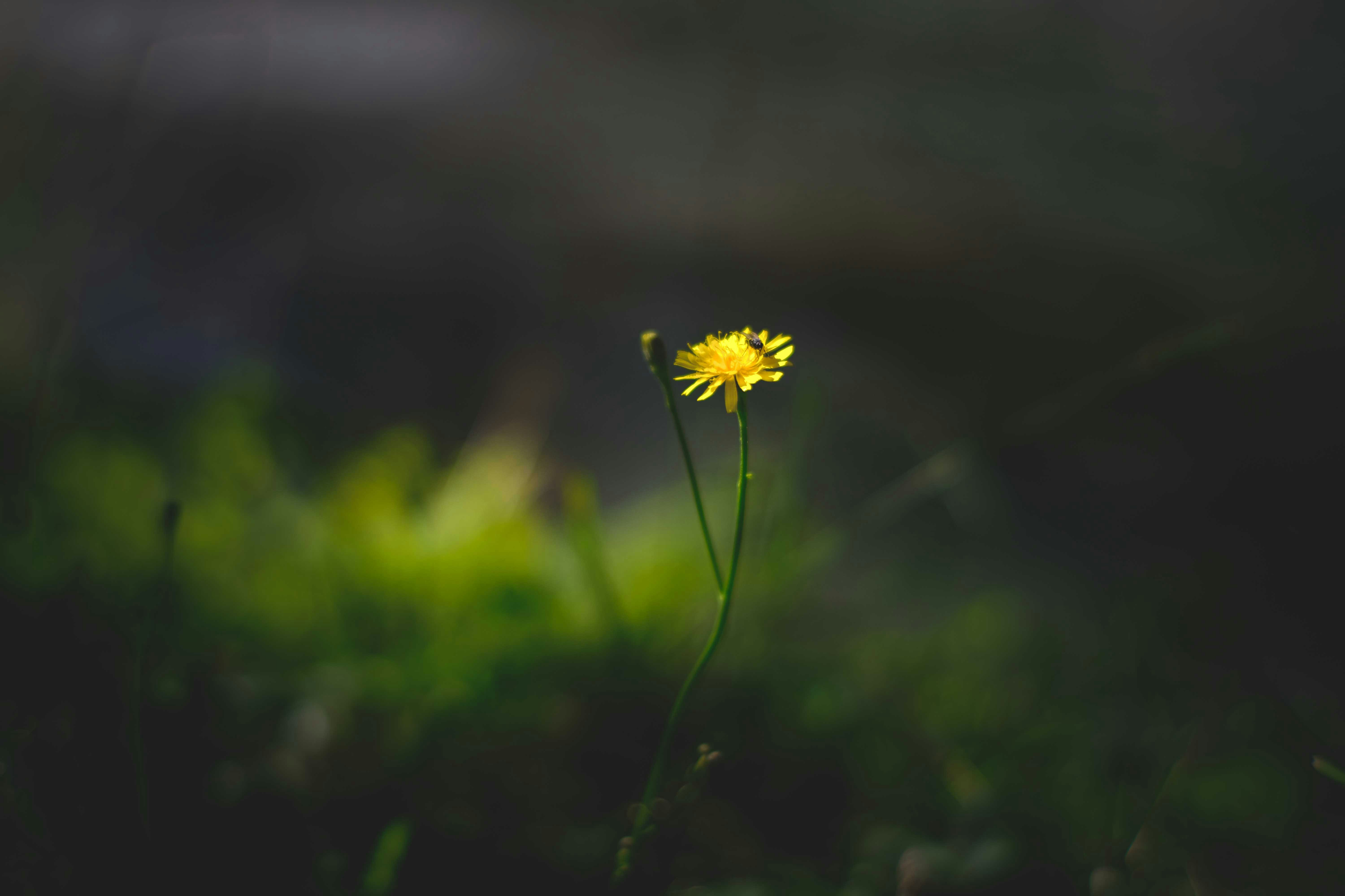 Photo by francesco_ungaro