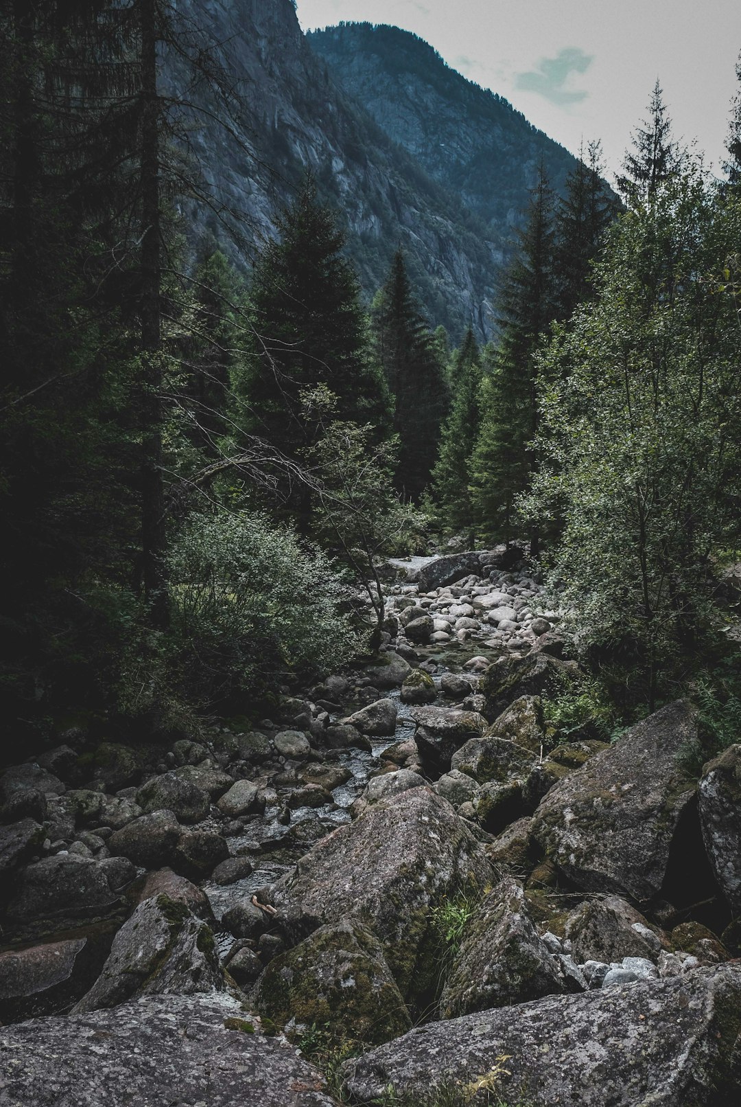 green trees and rocky mountain during daytime