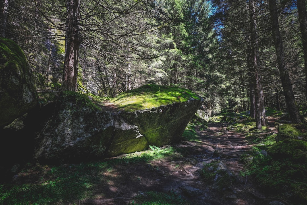 green moss on brown rock