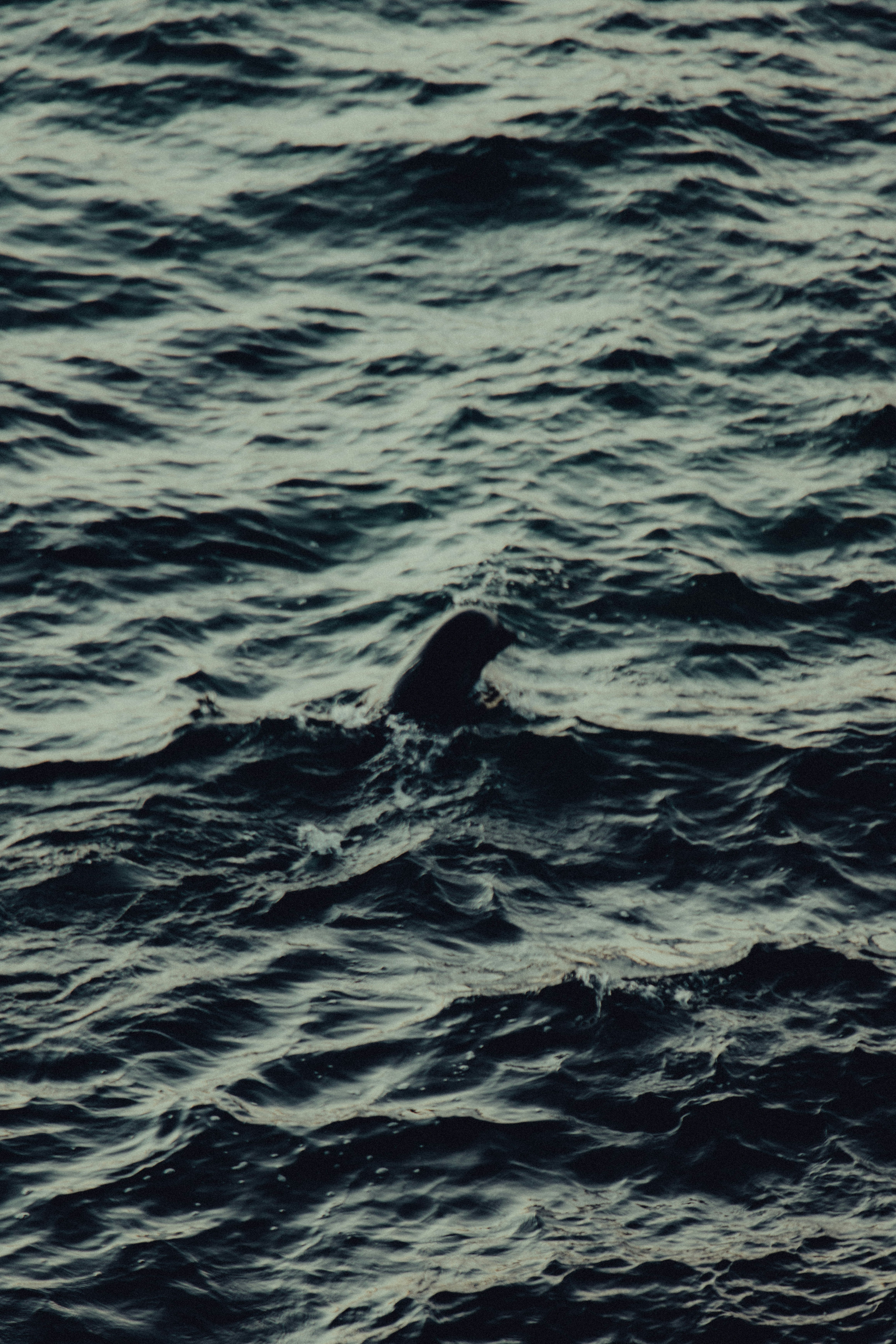 black bird flying over blue ocean water during daytime