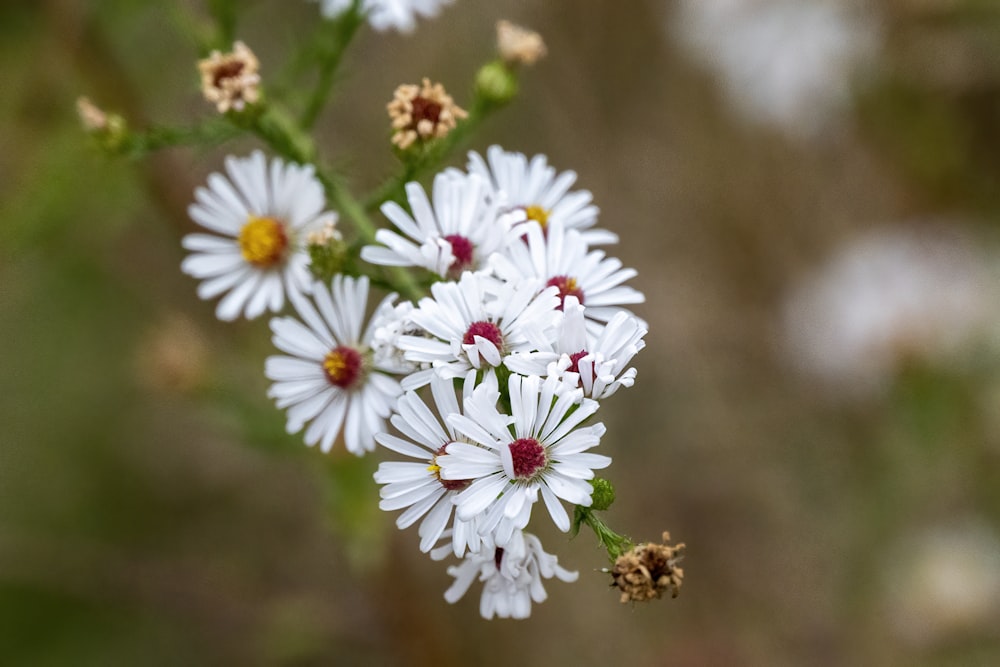 Flores blancas y rosadas en lente de desplazamiento de inclinación