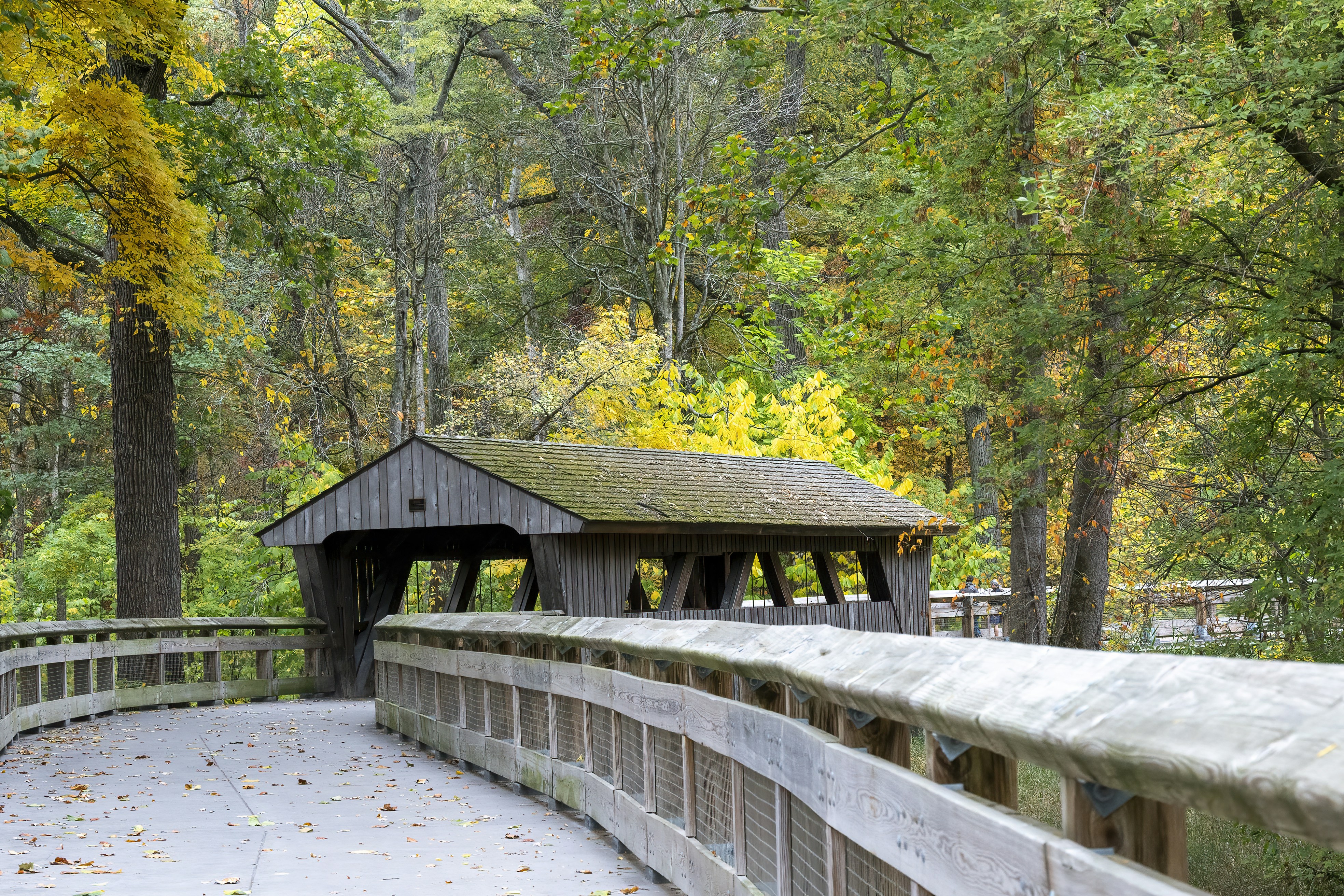 brown wooden bridge in the middle of forest