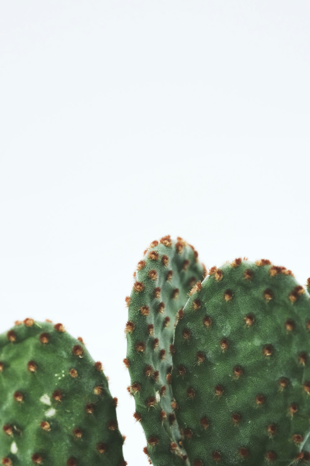 Cactus verde sobre fondo blanco